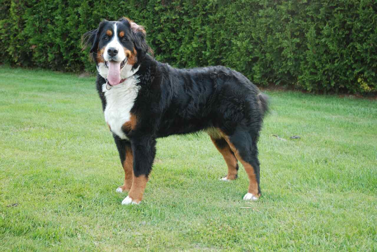 Berneński pies
