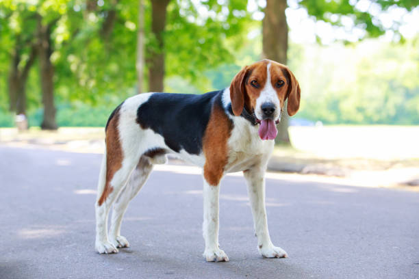 beagle