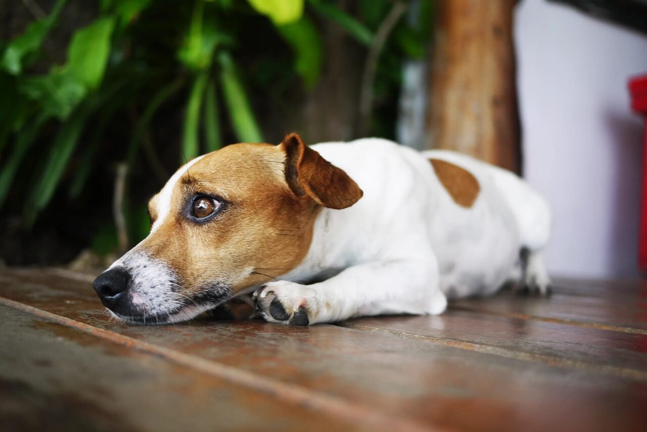 Jack Russell Terrier