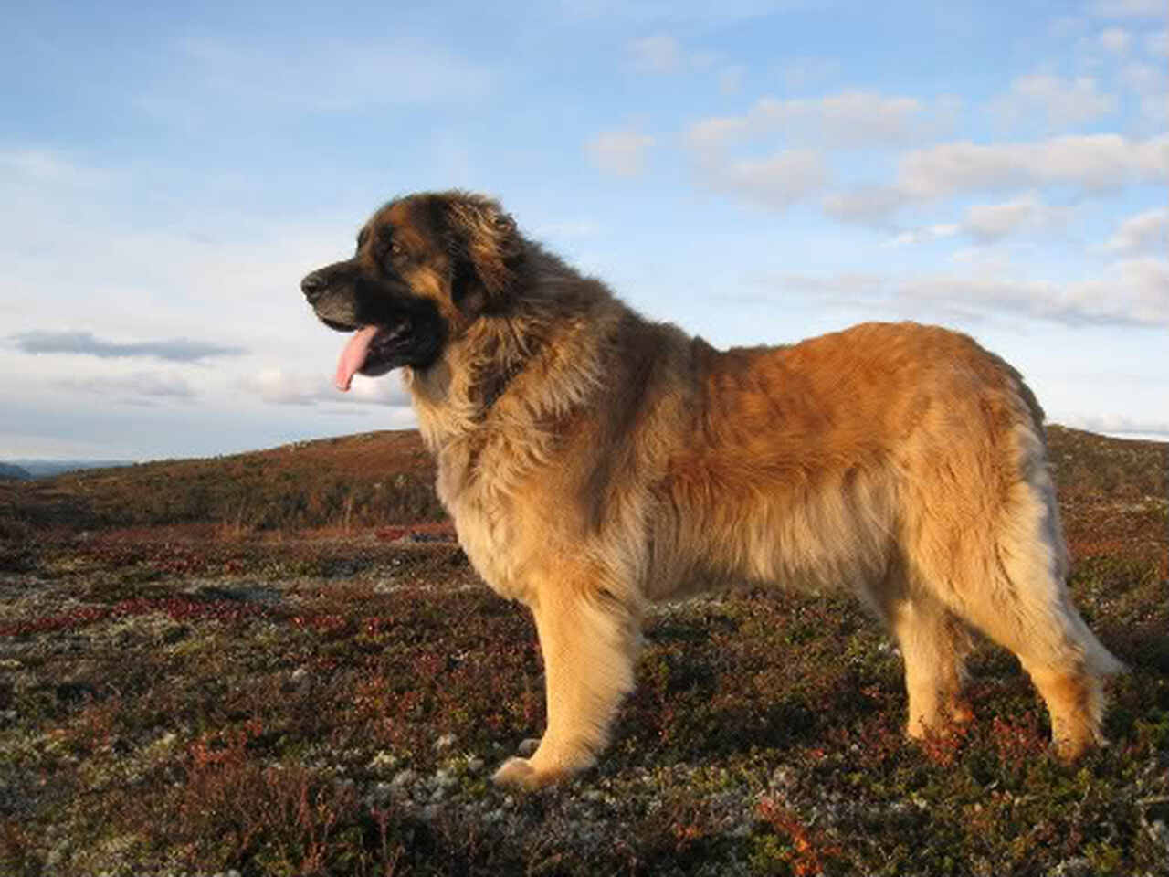 Leonberger rasa