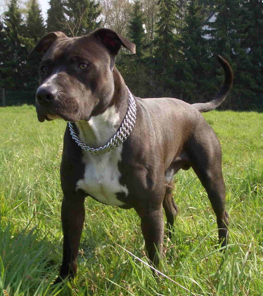 Amstaff rasa