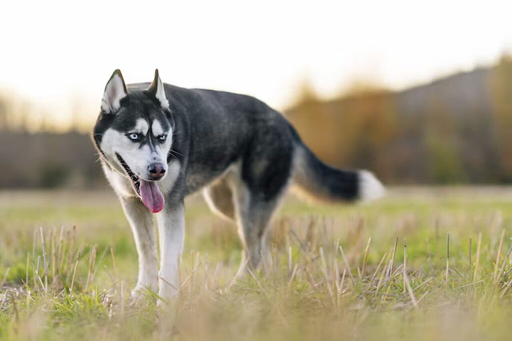 husky syberyjski rasa