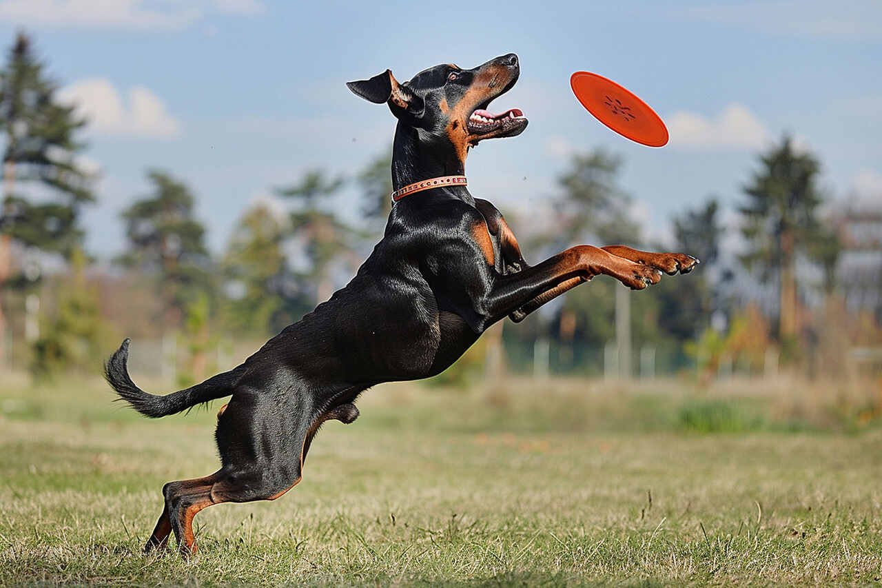 Doberman