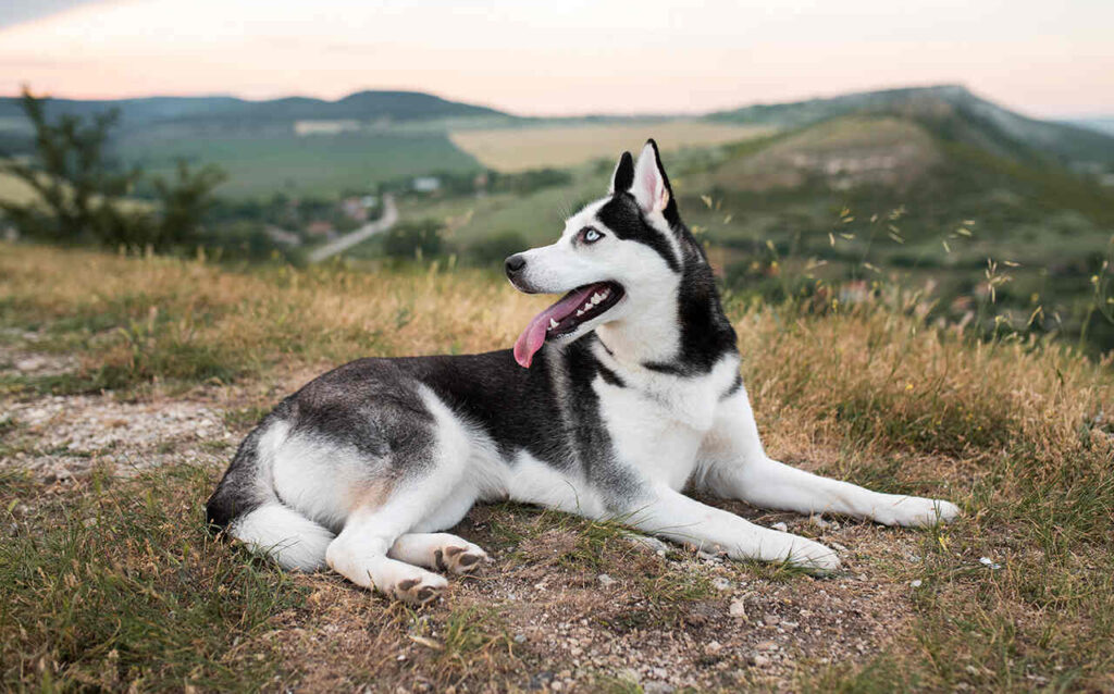 husky syberyjski rasa