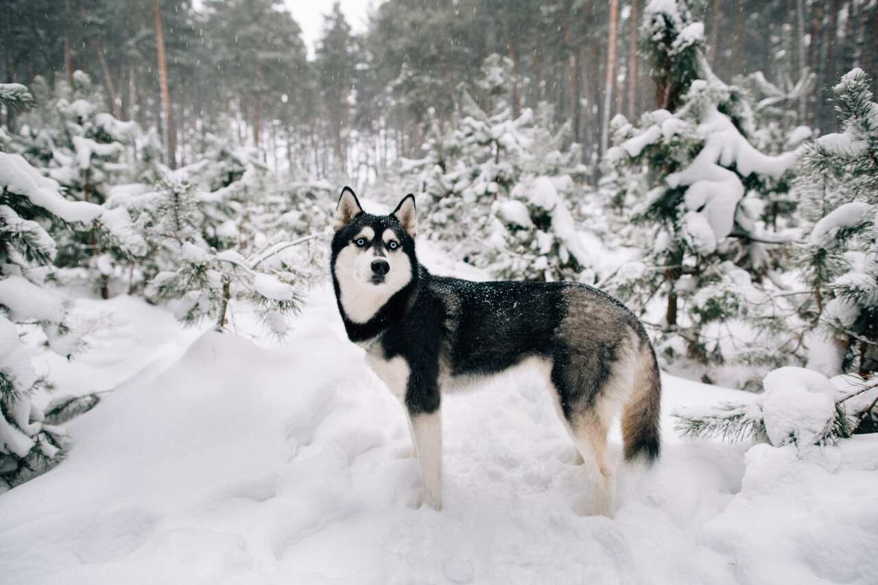 husky syberyjski rasa